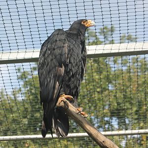 Verreaux eagle