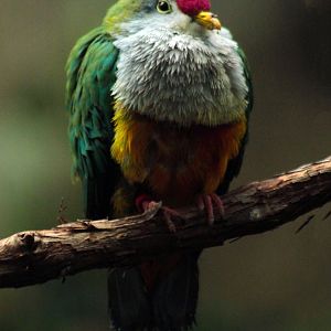 Oct. 2017 - Mahler Family Aviary - Beautiful Fruit Dove