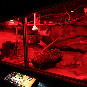 Oct. 2017 - Small Mammals - Mohol Bushbaby, Potto, Springhaas Exhibit (1 of 3)