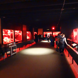 Oct. 2017 - Small Mammals - Animals of the Night