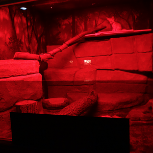 Oct. 2017 - Small Mammals - Third Fennec Fox Exhibit