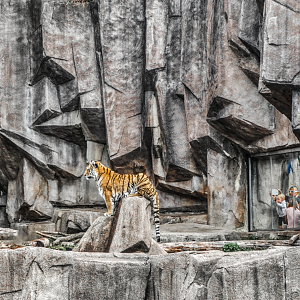 Oct. 2017 - Asia/Africa/South America - Amur Tiger
