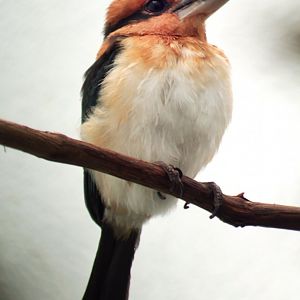 Oct. 2017 - Mahler Family Aviary - Micronesian Kingfisher