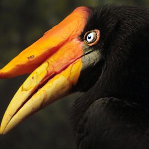 Oct. 2017 - Mahler Family Aviary - Rhinoceros Hornbill