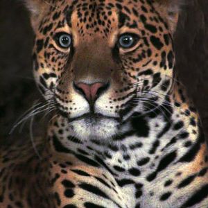 Oct. 2017 - Big Cat Country - Jaguar