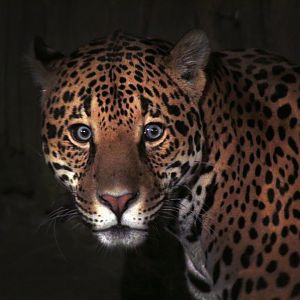 Oct. 2017 - Big Cat Country - Jaguar
