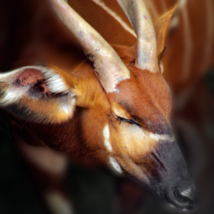 Oct. 2017 - Asia/Africa/South America - Eastern Bongo