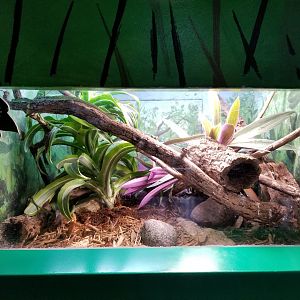 Oct. 2017 - Feathers and Scales - Rough Green Snake Exhibit
