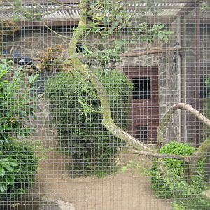 Vogelpark Niendorf - Crowned-pigeon aviary