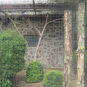 Vogelpark Niendorf - Pheasant/magpie aviary