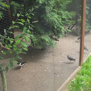 Vogelpark Niendorf - European aviary