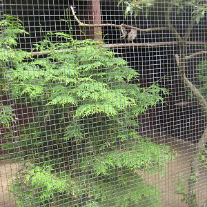 Vogelpark Niendorf - Burrowing owl aviary