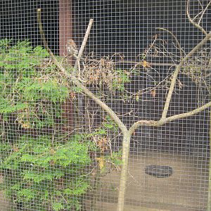 Vogelpark Niendorf - Ferruginous pygmy owl aviary