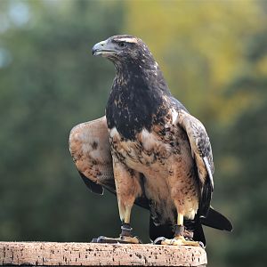 Black-chested Buzzard-Eagle at ICBP Newent, 07/10/17