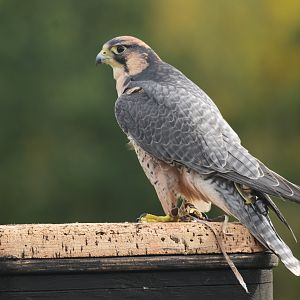 Lanner Falcon at ICBP Newent, 07/10/17