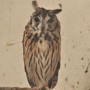 Striped Owl at ICBP Newent, 07/10/17