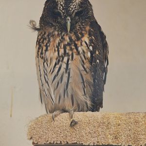Mottled Owl at ICBP Newent, 07/10/17