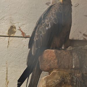 Yellow-billed Kite at ICBP Newent, 07/10/17