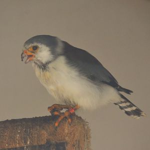 African Pygmy Falcon at ICBP Newent, 07/10/17