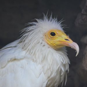 Eastern Egyptian Vulture at ICBP Newent, 07/10/17