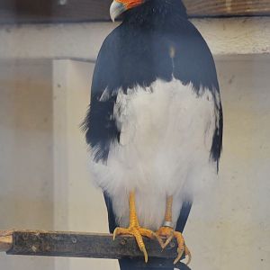 Mountain Caracara at ICBP Newent, 07/10/17