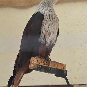 Brahminy Kite at ICBP Newent, 07/10/17