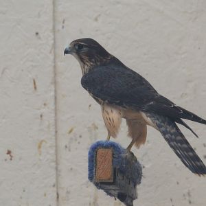 Merlin at ICBP Newent, 07/10/17