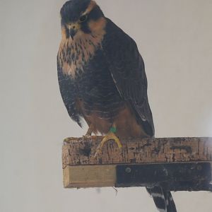 Aplomado Falcon at ICBP Newent, 07/10/17