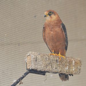 Red-footed Falcon at ICBP Newent, 07/10/17