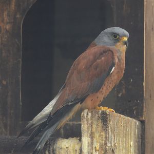 Lesser Kestrel at ICBP Newent, 07/10/17