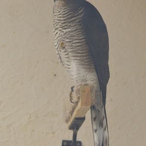African Goshawk at ICBP Newent, 07/10/17