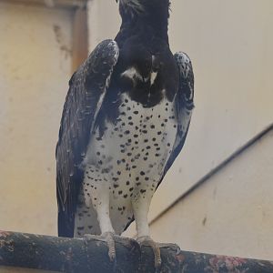 Martial Eagle at ICBP Newent, 07/10/17