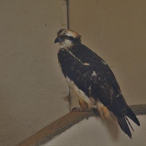 Western Osprey at ICBP Newent, 07/10/17