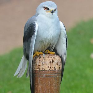 Black-winged Kite at ICBP Newent, 07/10/17