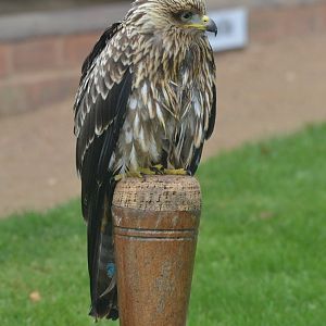 Yellow-billed Kite at ICBP Newent, 07/10/17