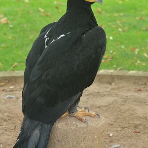 Verreaux's Eagle at ICBP Newent, 07/10/17