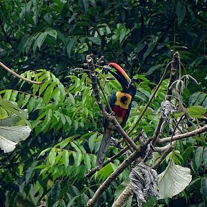 Fiery-billed aracari