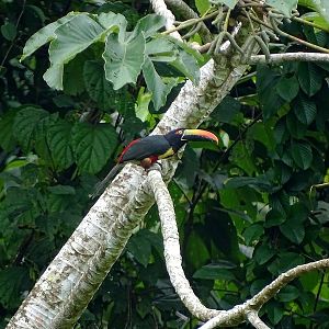 Fiery-billed aracari