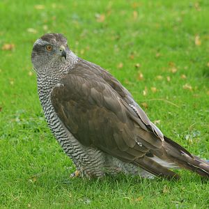 Northern Goshawk at ICBP Newent, 07/10/17