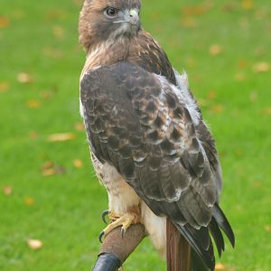 Red-tailed Hawk at ICBP Newent, 07/10/17