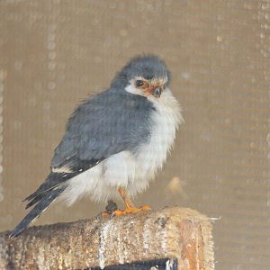 African Pygmy Falcon at ICBP Newent, 07/10/17