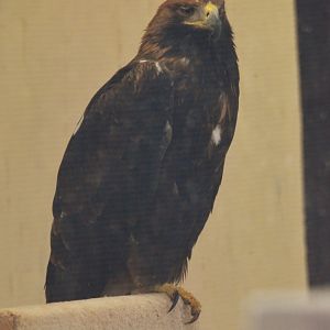 Eastern Imperial Eagle at ICBP Newent, 07/10/17