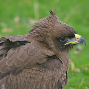 Wahlberg's Eagle at ICBP Newent, 07/10/17