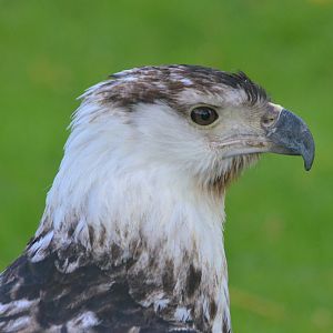 African Fish Eagle at ICBP Newent, 07/10/17