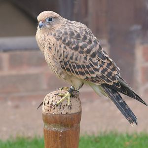 Greater Kestrel at ICBP Newent, 07/10/17