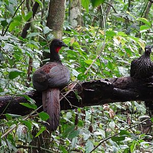 Crested guan