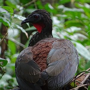 Crested guan