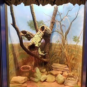 Oct. 2017 - Australia - Spiny-tailed Monitor Exhibit