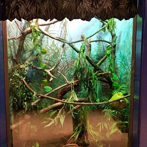 Oct. 2017 - Australia - Green Tree Python Exhibit