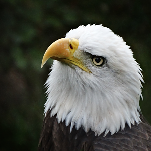 Oct. 2017 - Great Bear Wilderness - Bald Eagle